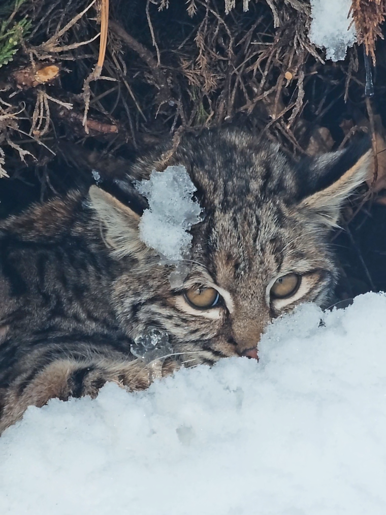 @Lacy✨️AnneMarie