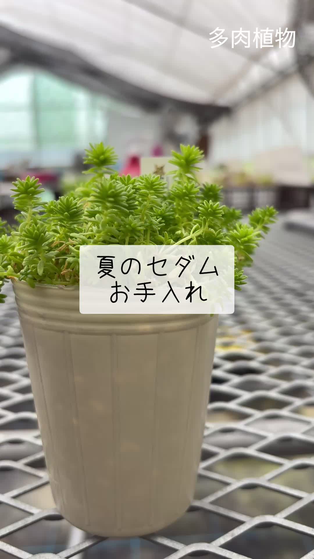 @さきゅまる~こぴとSHOP