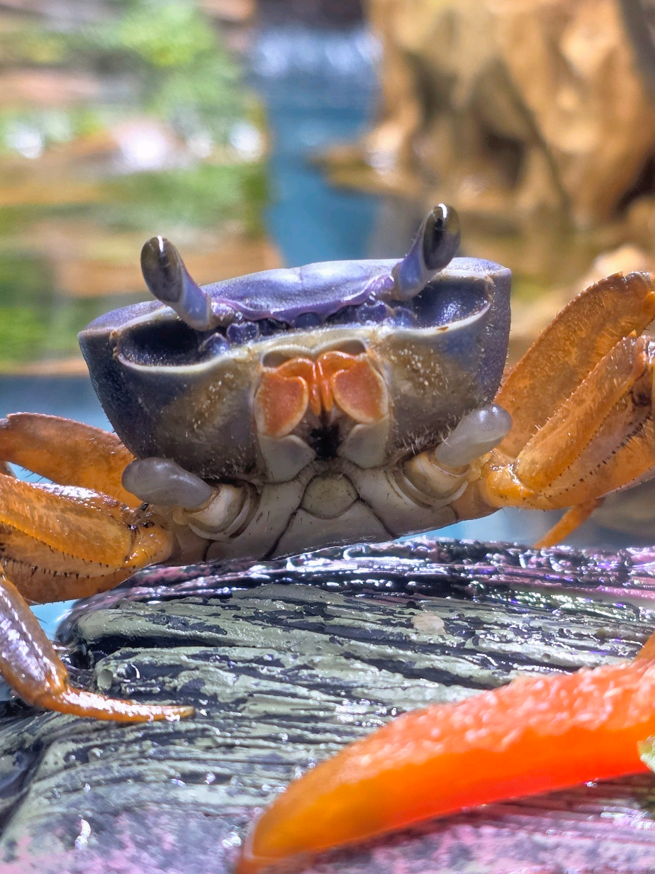 @Howie The Crab