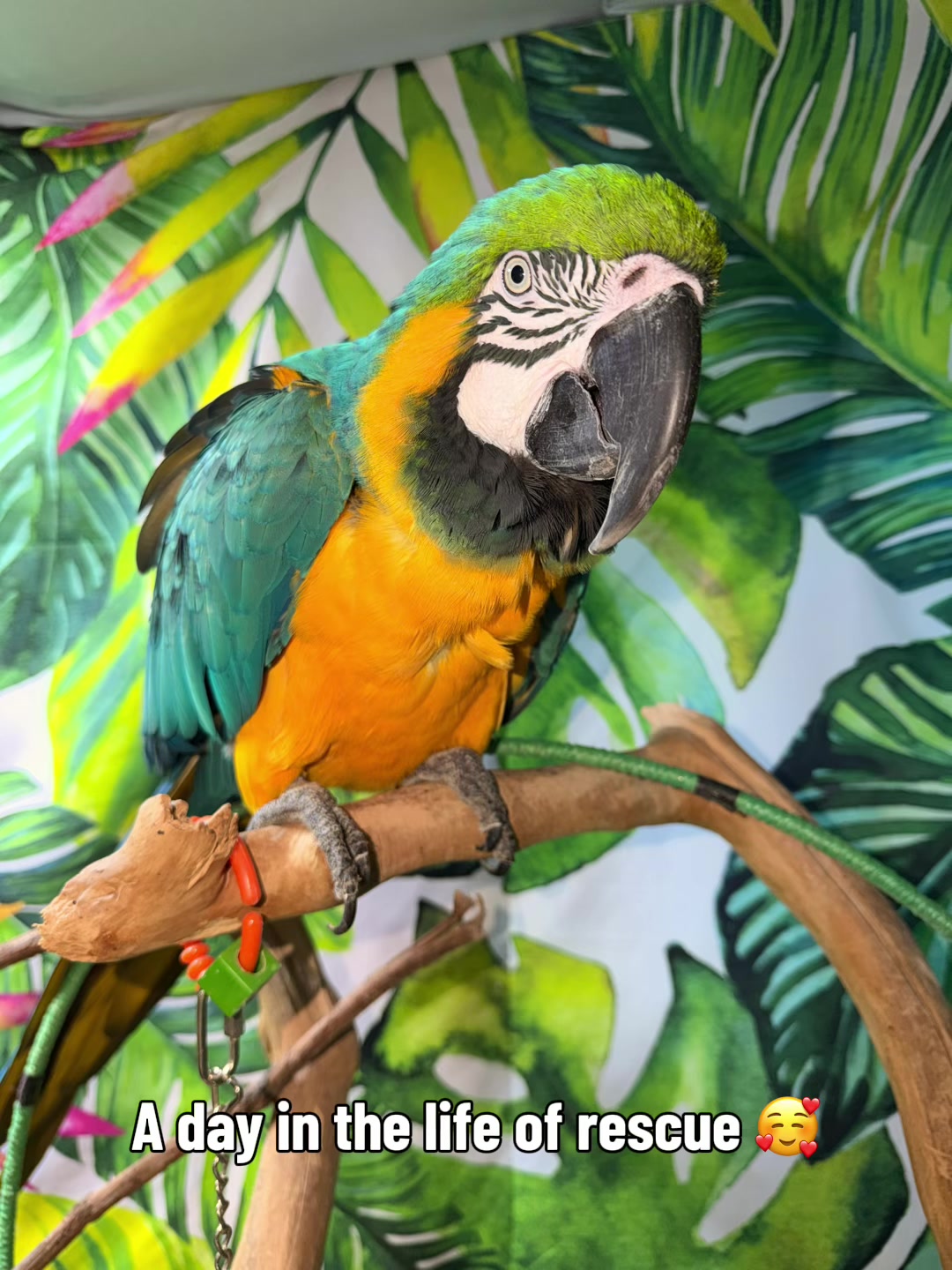 @CrystalParrot🦜💜🦜🍪🍨