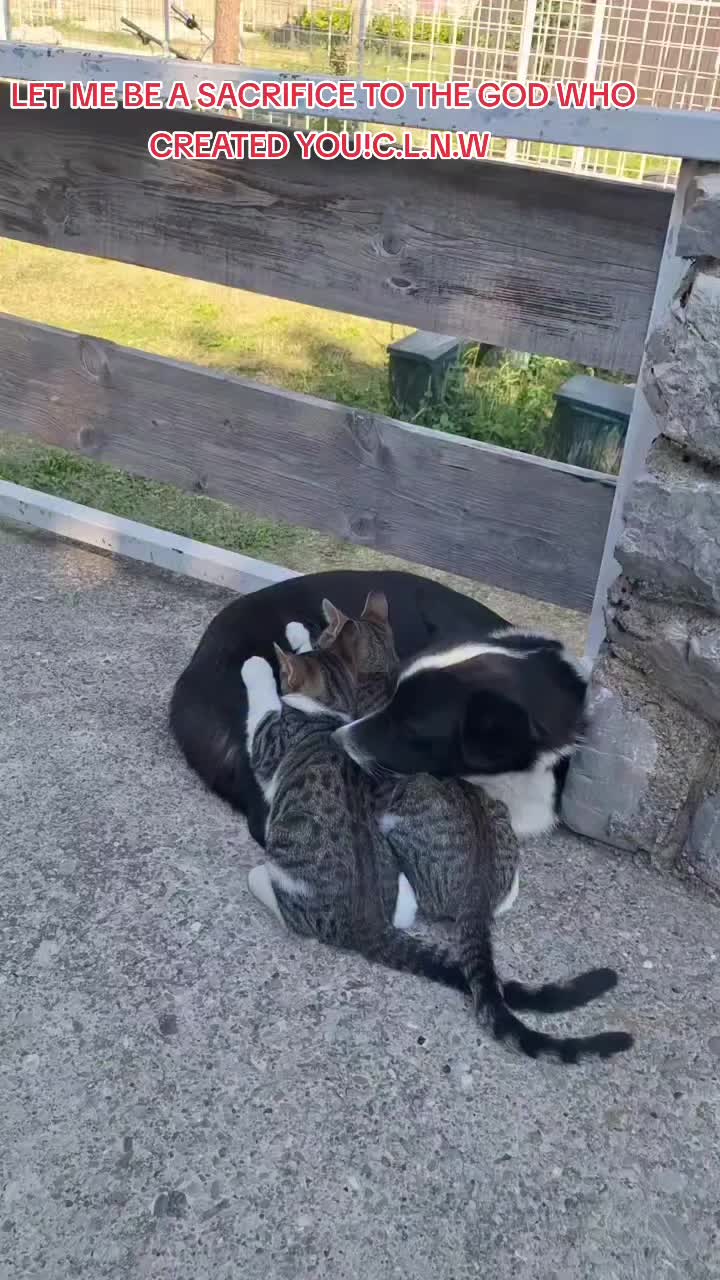 @cat_lover_naturwelt.m.p3