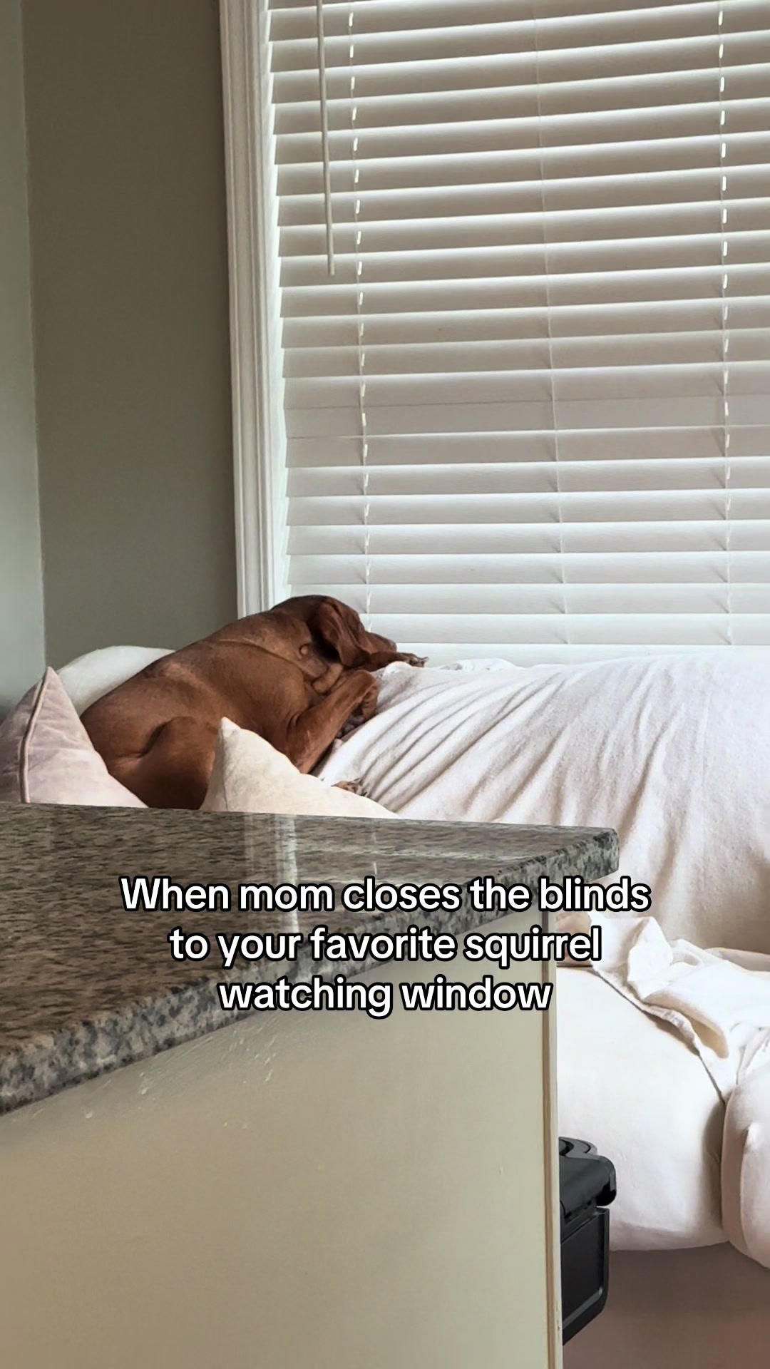 @Tycho the vizsla