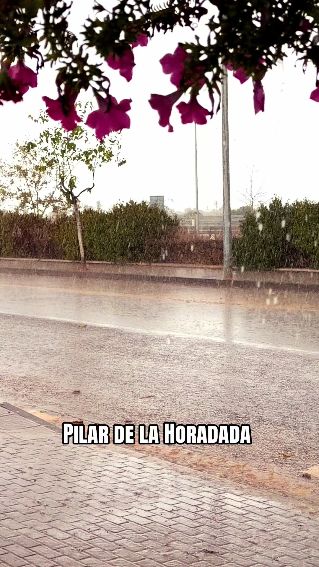 @rentacarpilardelahoradad