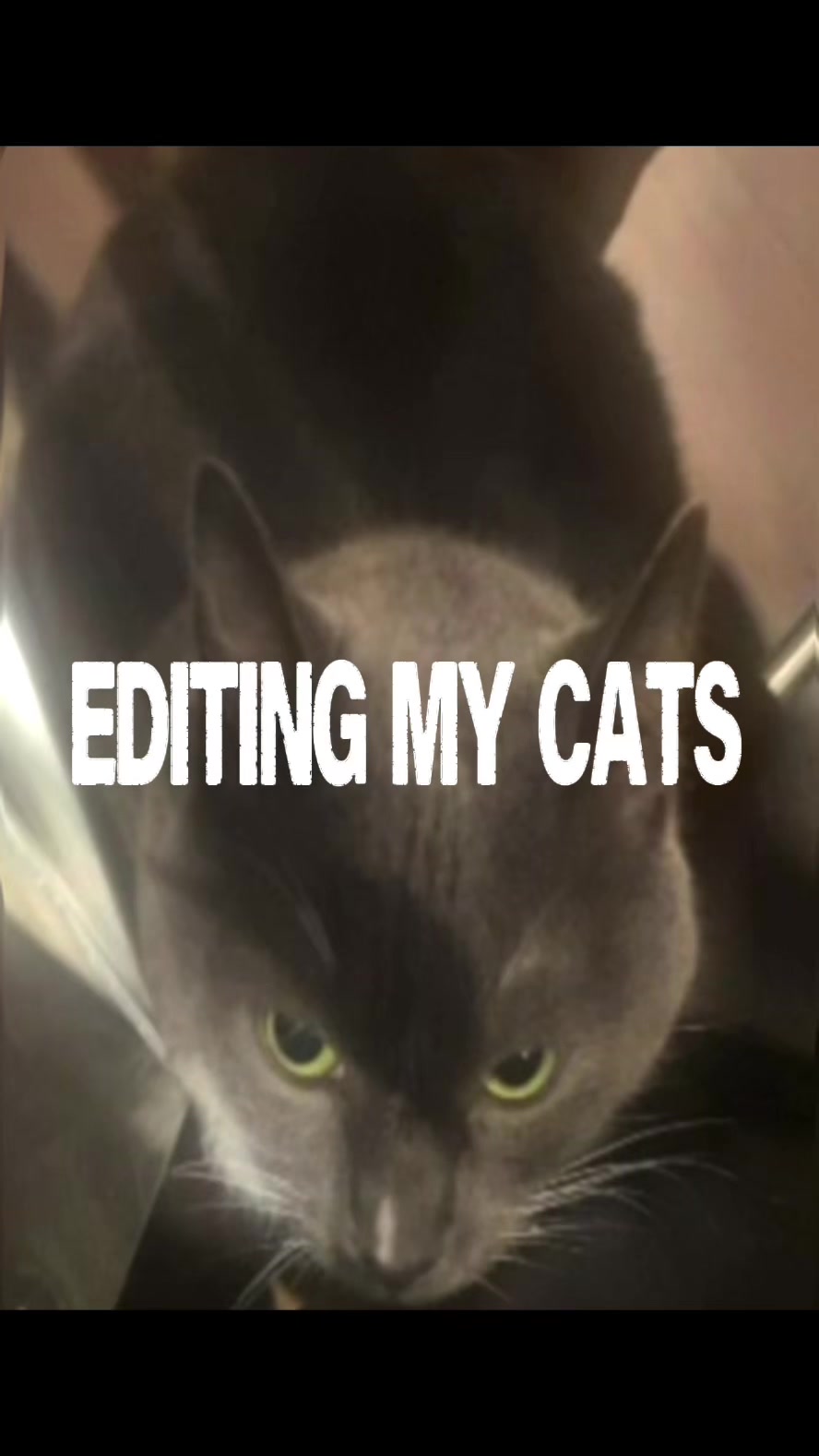 @😺⭐️GUNN3R⭐️😸