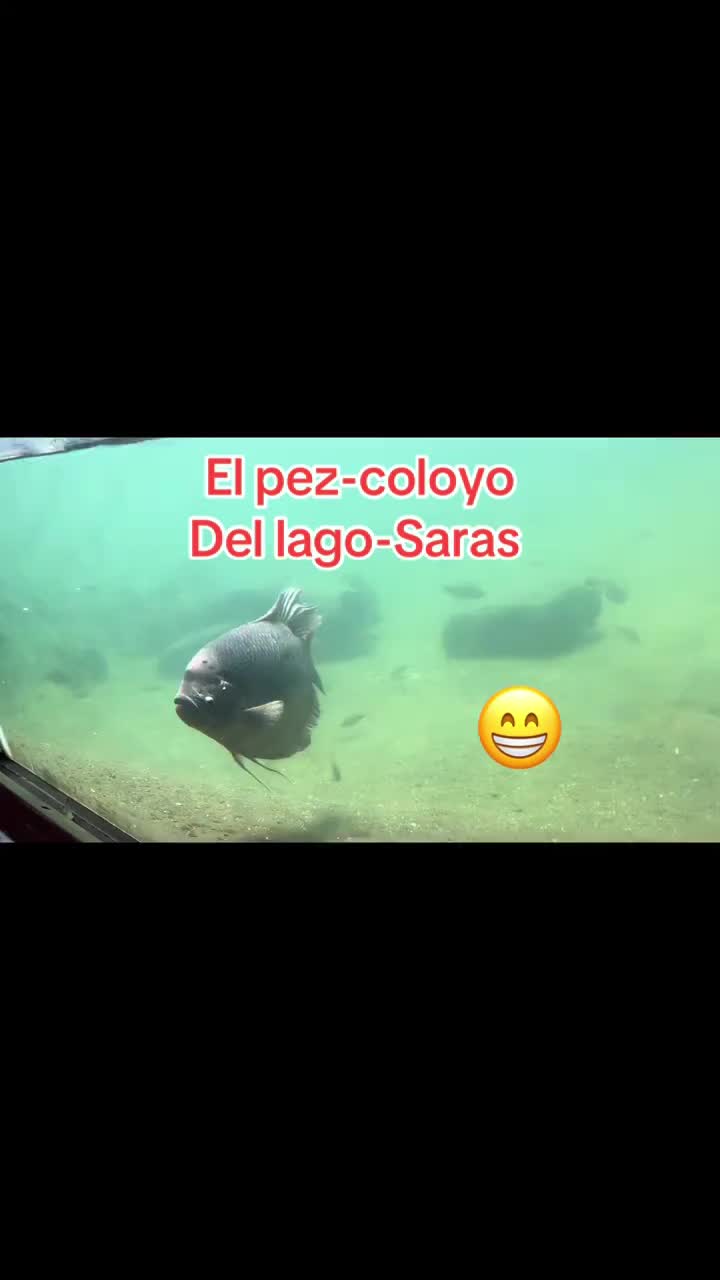 @MEXICANO FOREVER 😎🇲🇽🍀💵