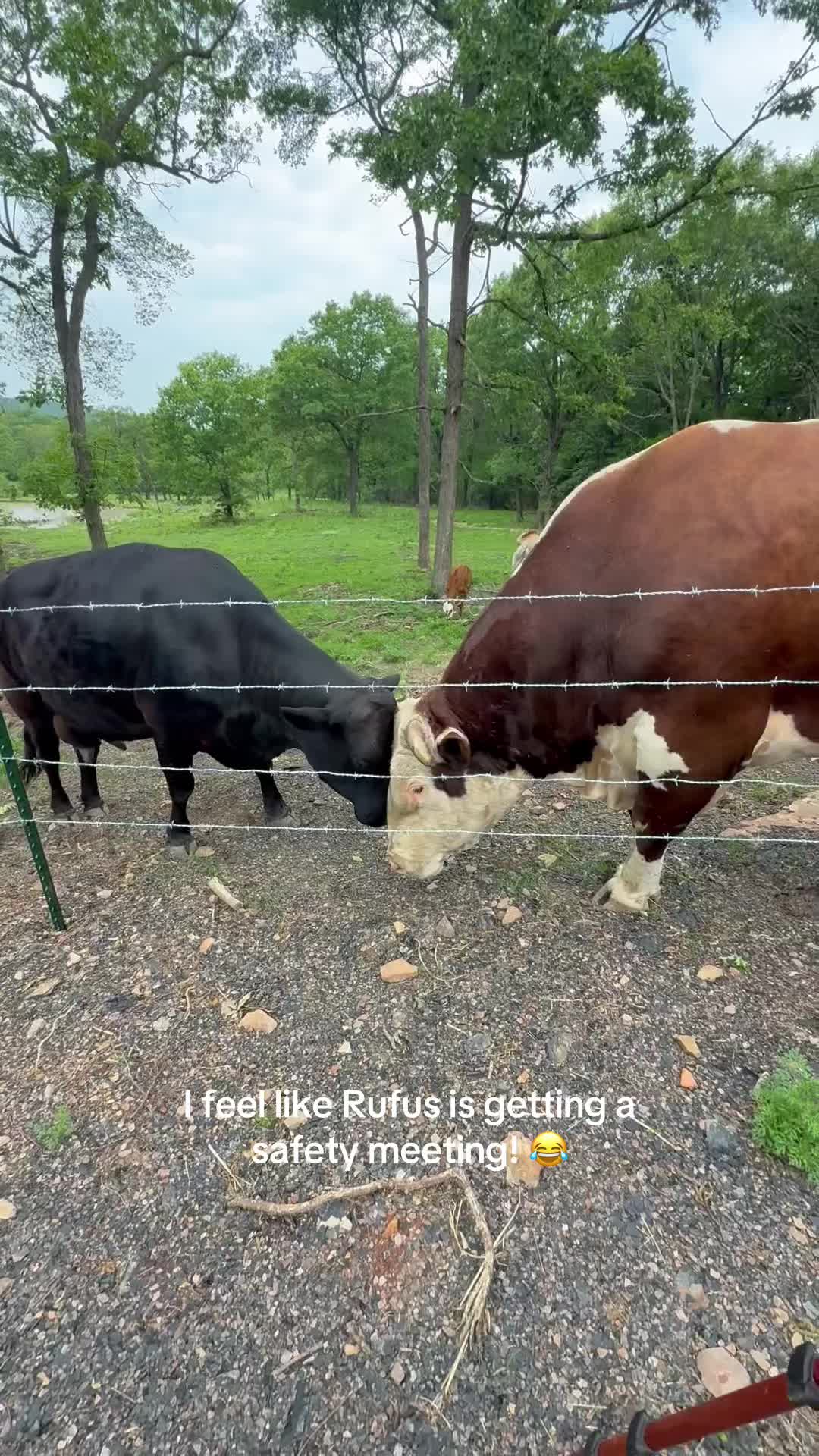 @Rufus The Bull