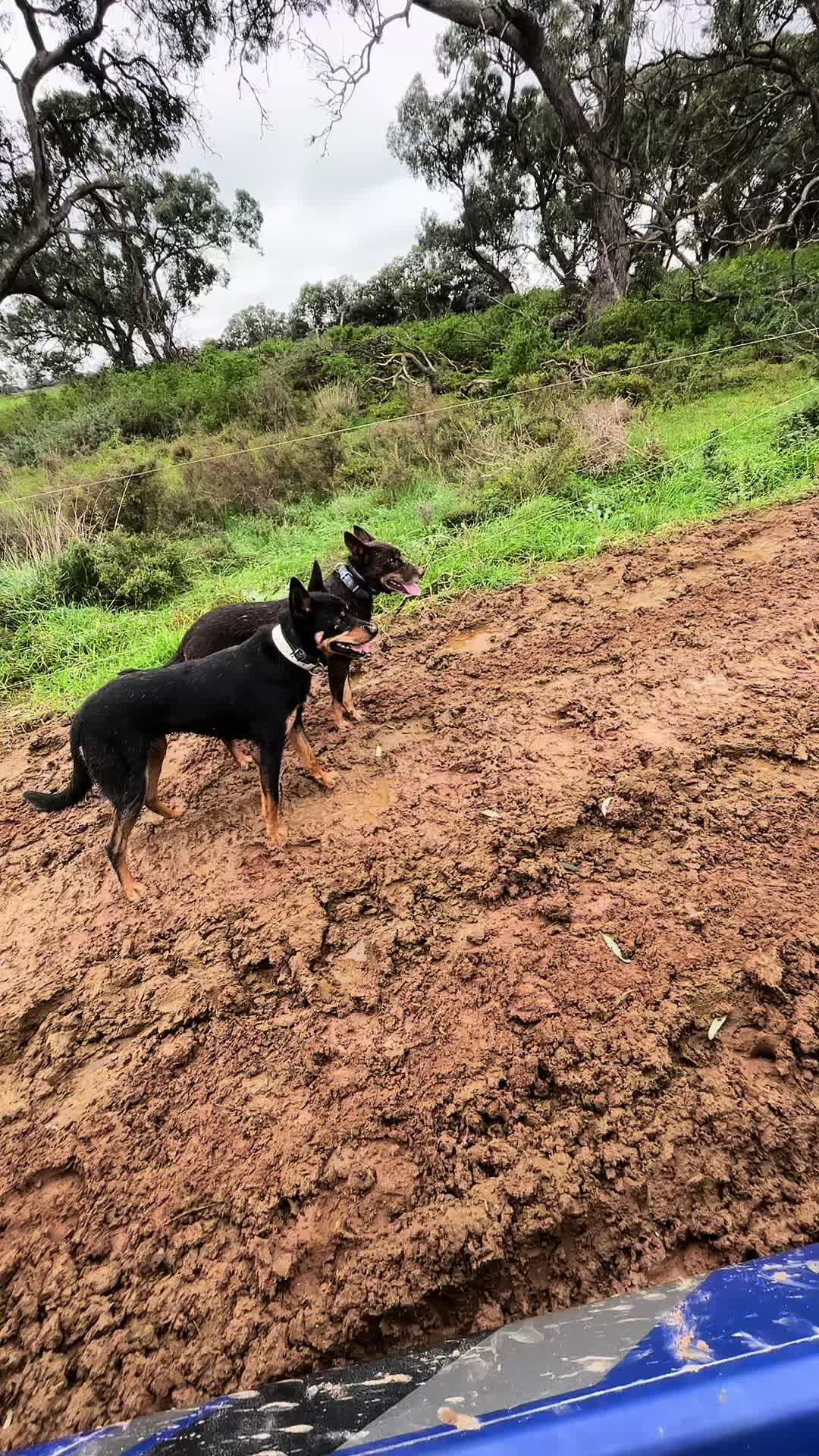 @SouthernDreamin Kelpie stud