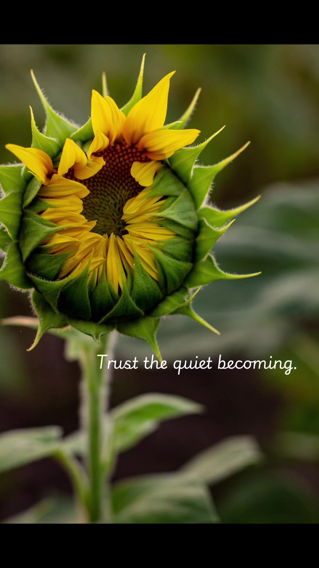 @🌻JaceyW🌻