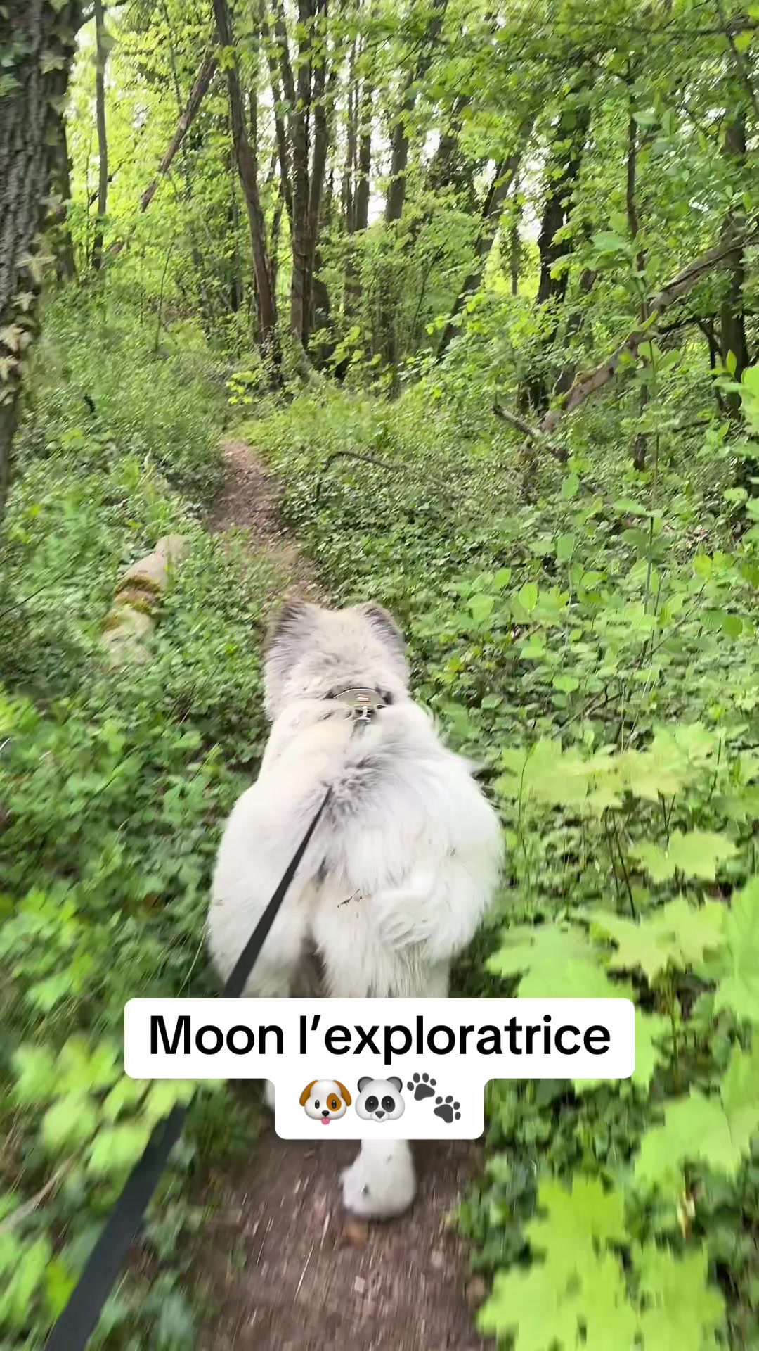 @Moon 🐶🐼🐾