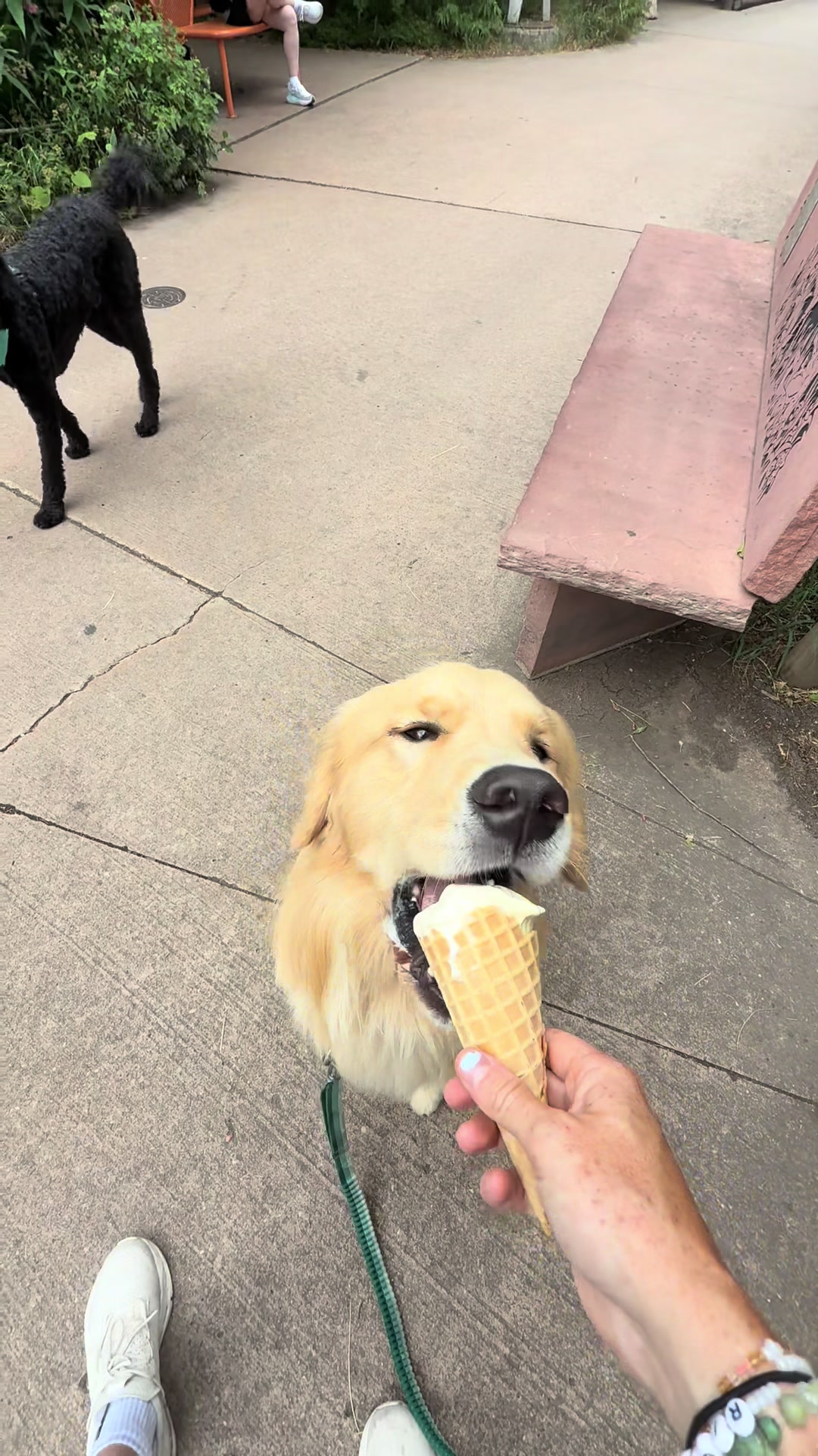 @rigatoni_thegolden