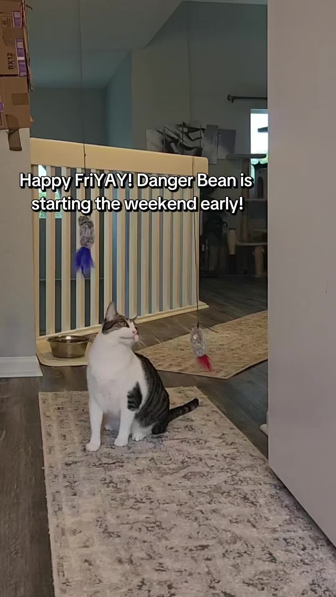 @9 Lives of Cat Chaos