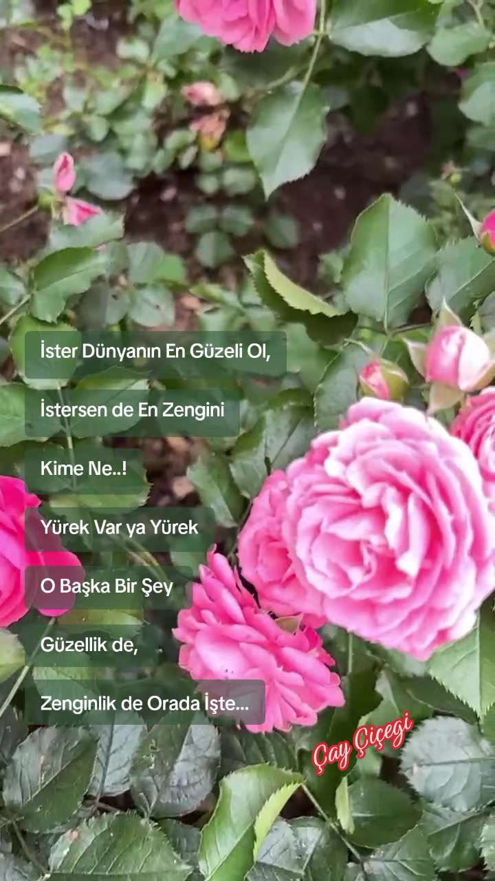 @Çay çiçeği-53