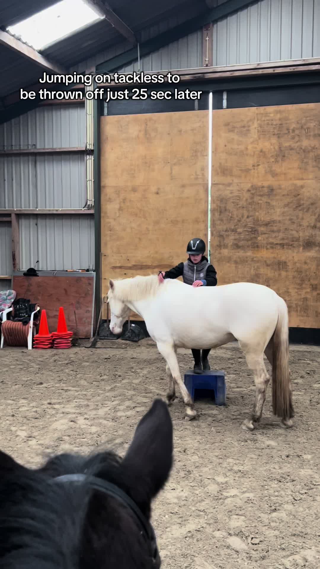 @🇳🇱 yara’s horselife 🇳🇱