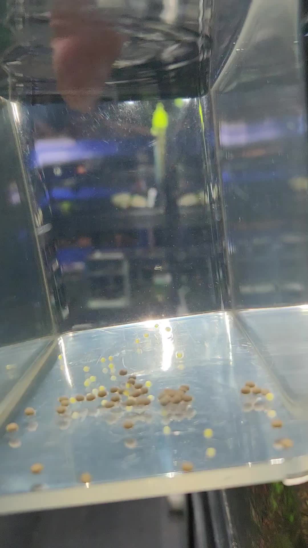@voyeurs of aquatics