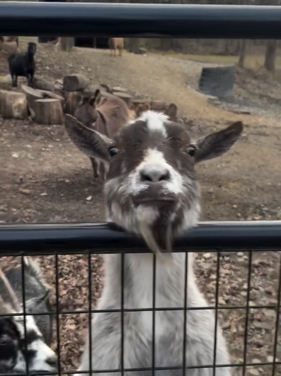 @Hidden Acres Animal Sanctuary