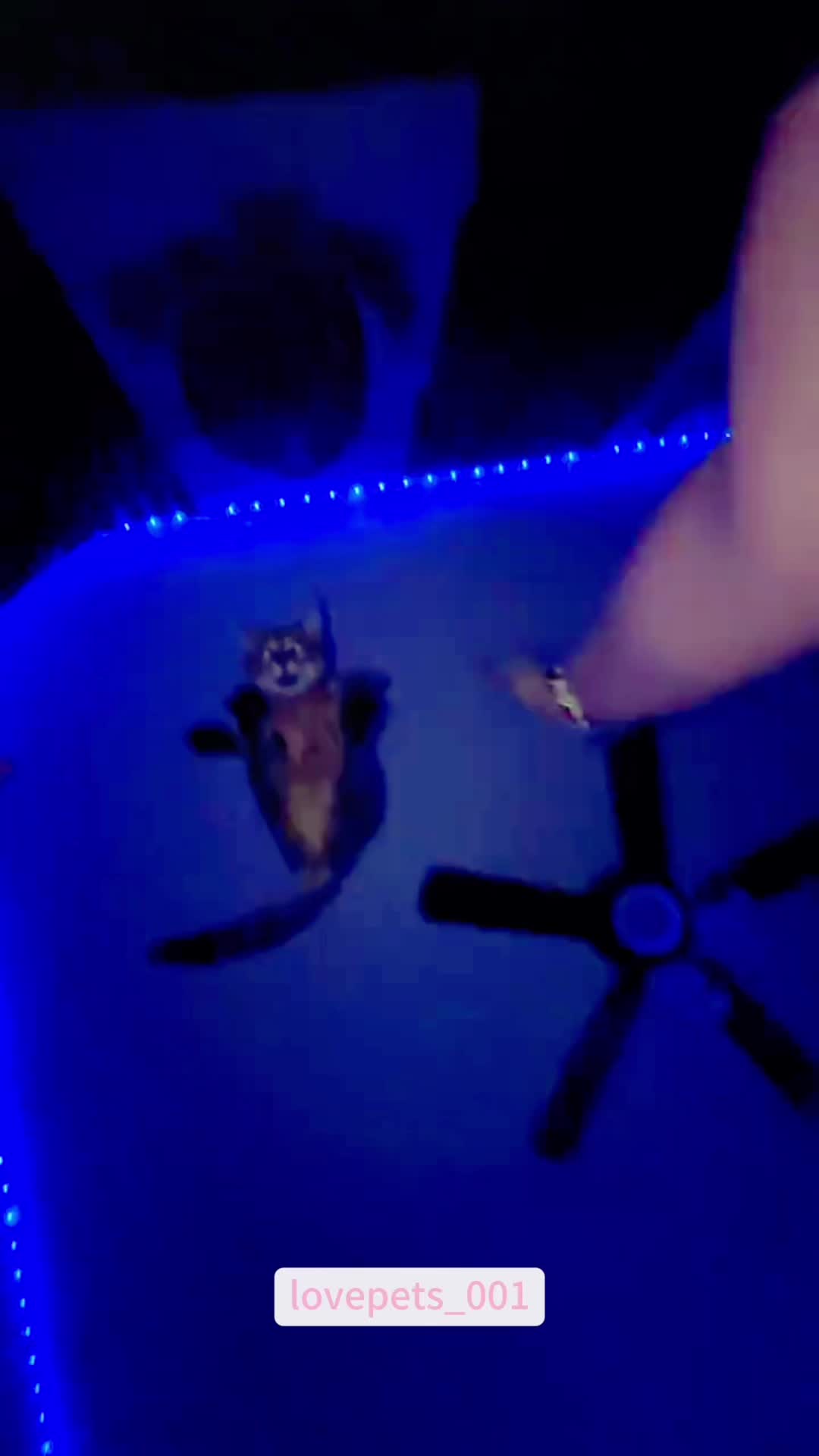 @lovepets_001