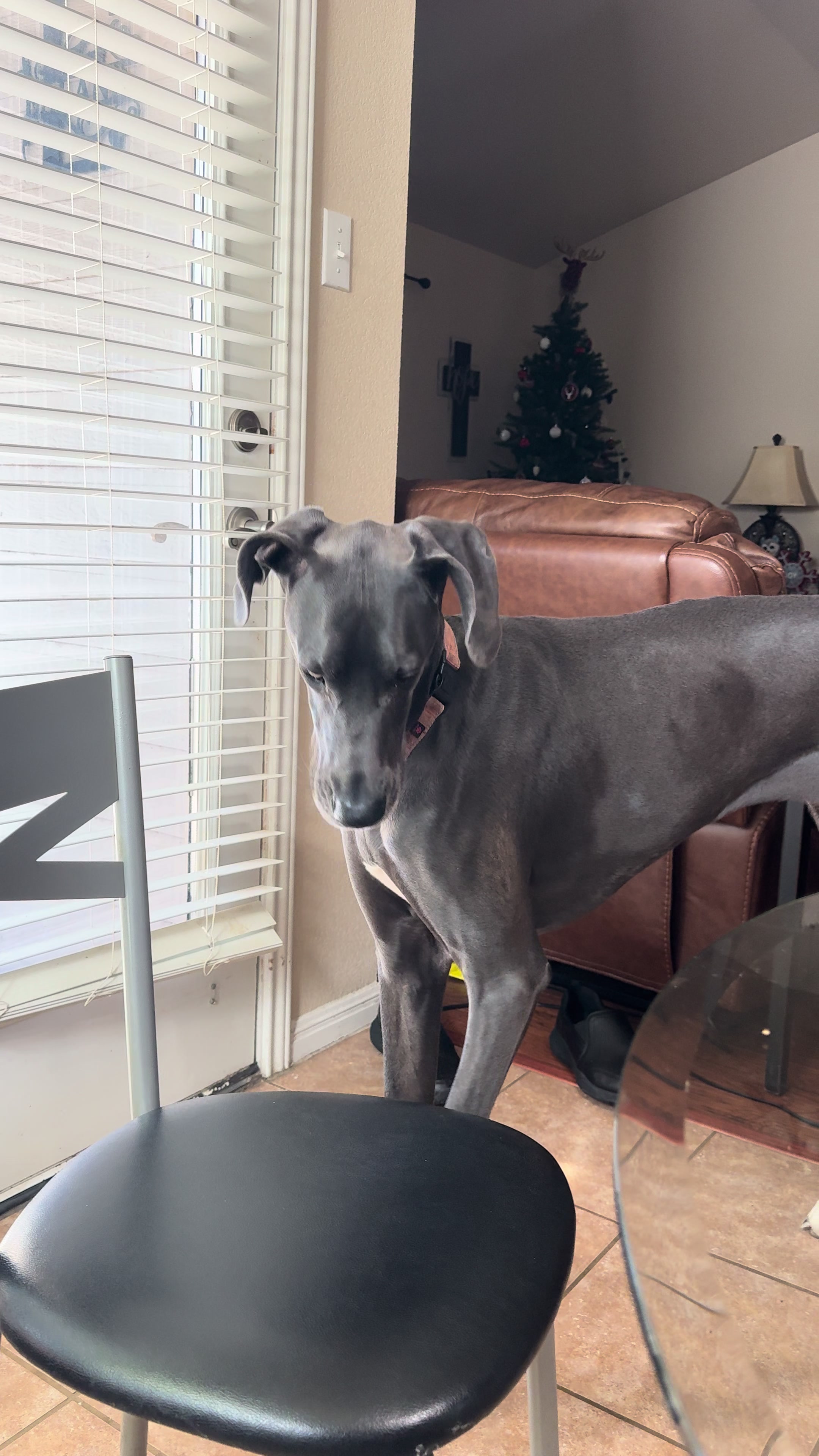 @janethegreatdane