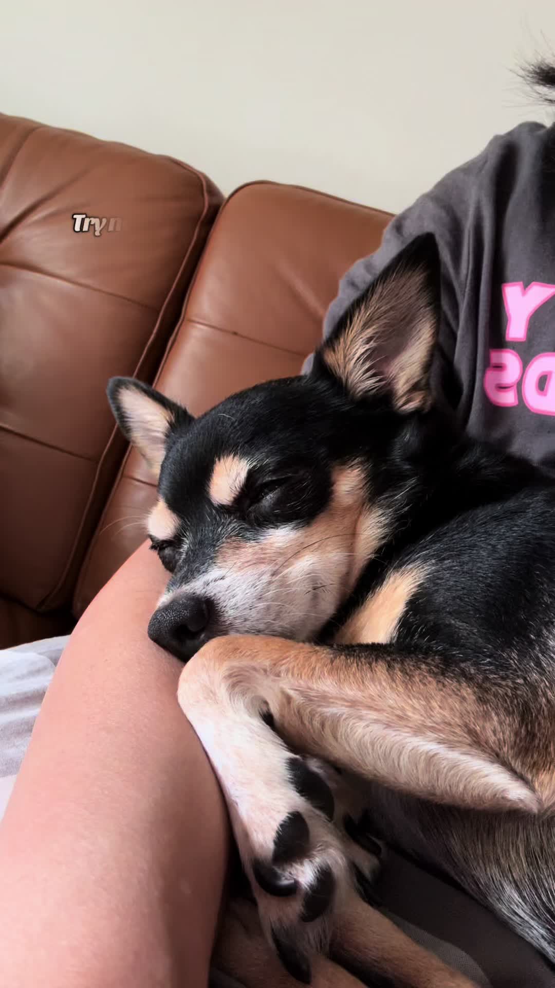 @nycdogadventures