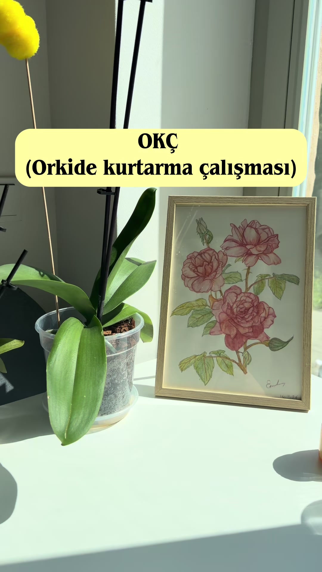 @✨ Simli Cübbe ✨
