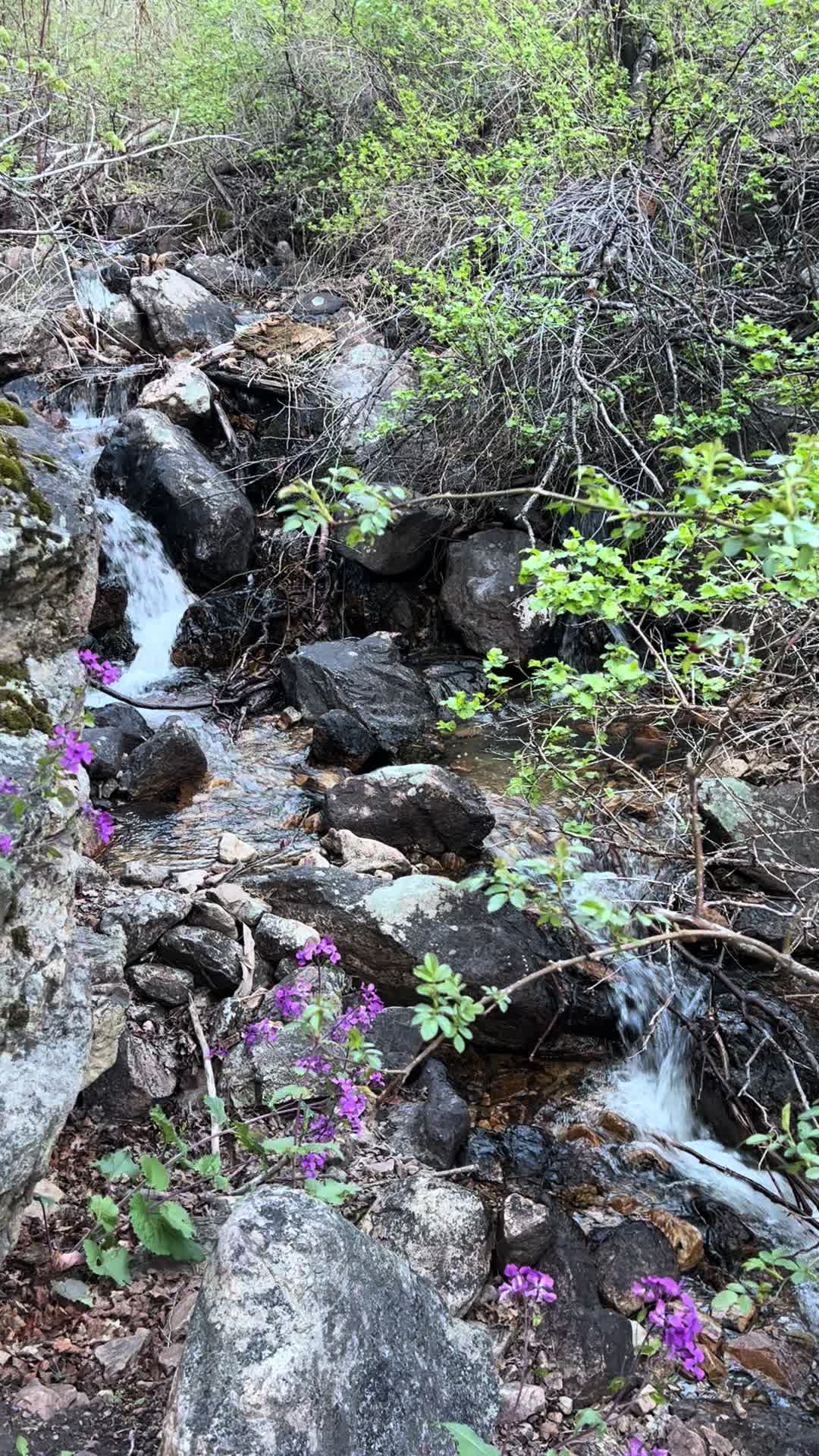 @Wild Fowler 🏔️🥾⛰️