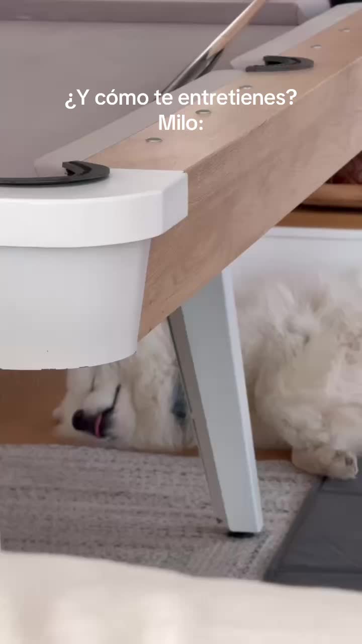 @Milo_theSamoyed
