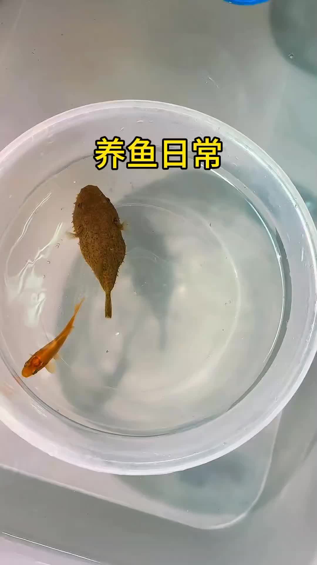 @Monsterfishkeeper