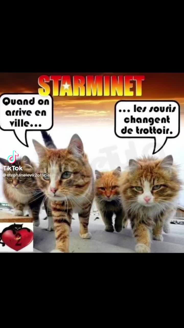 @stephanelevinternational