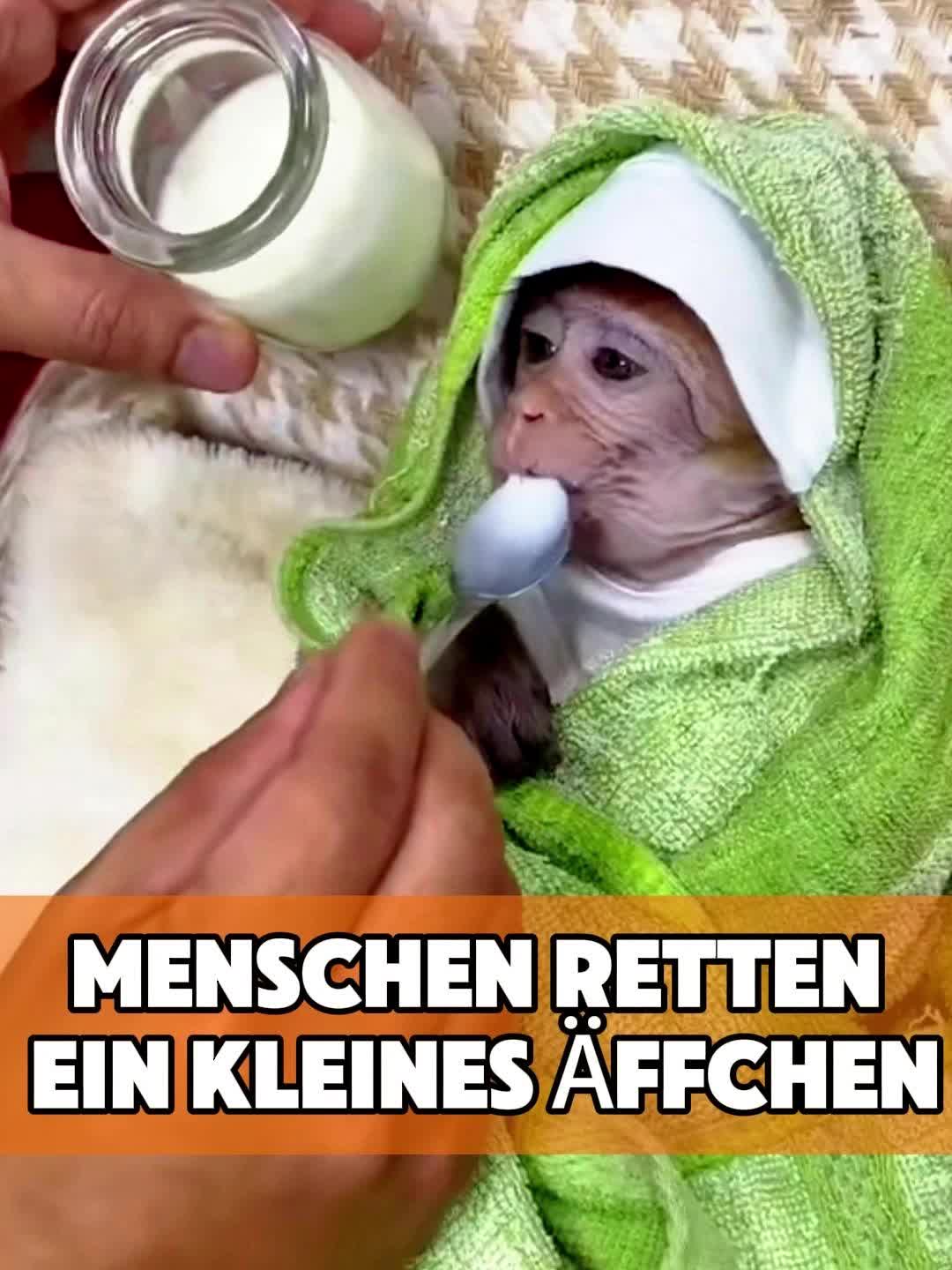 @toto_tier