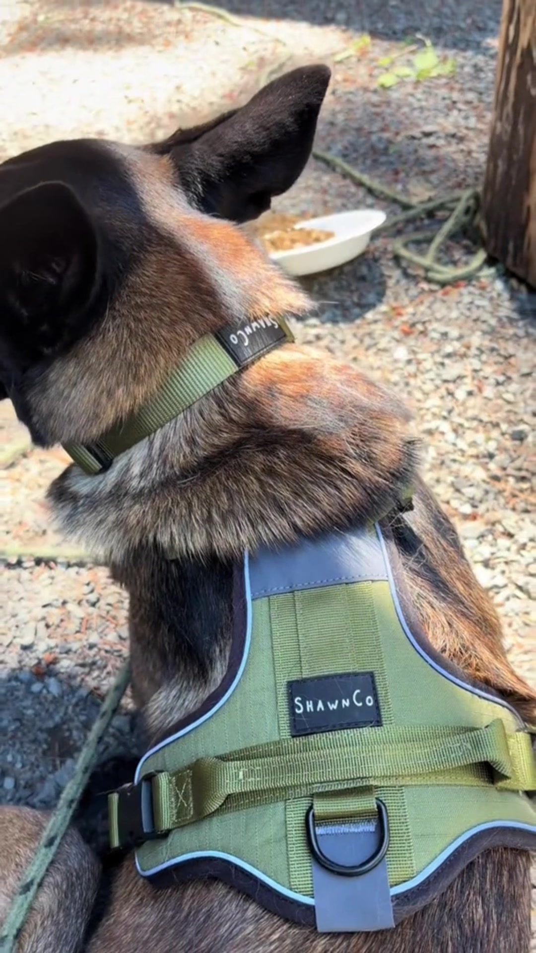 @bolo_belgianmalinois