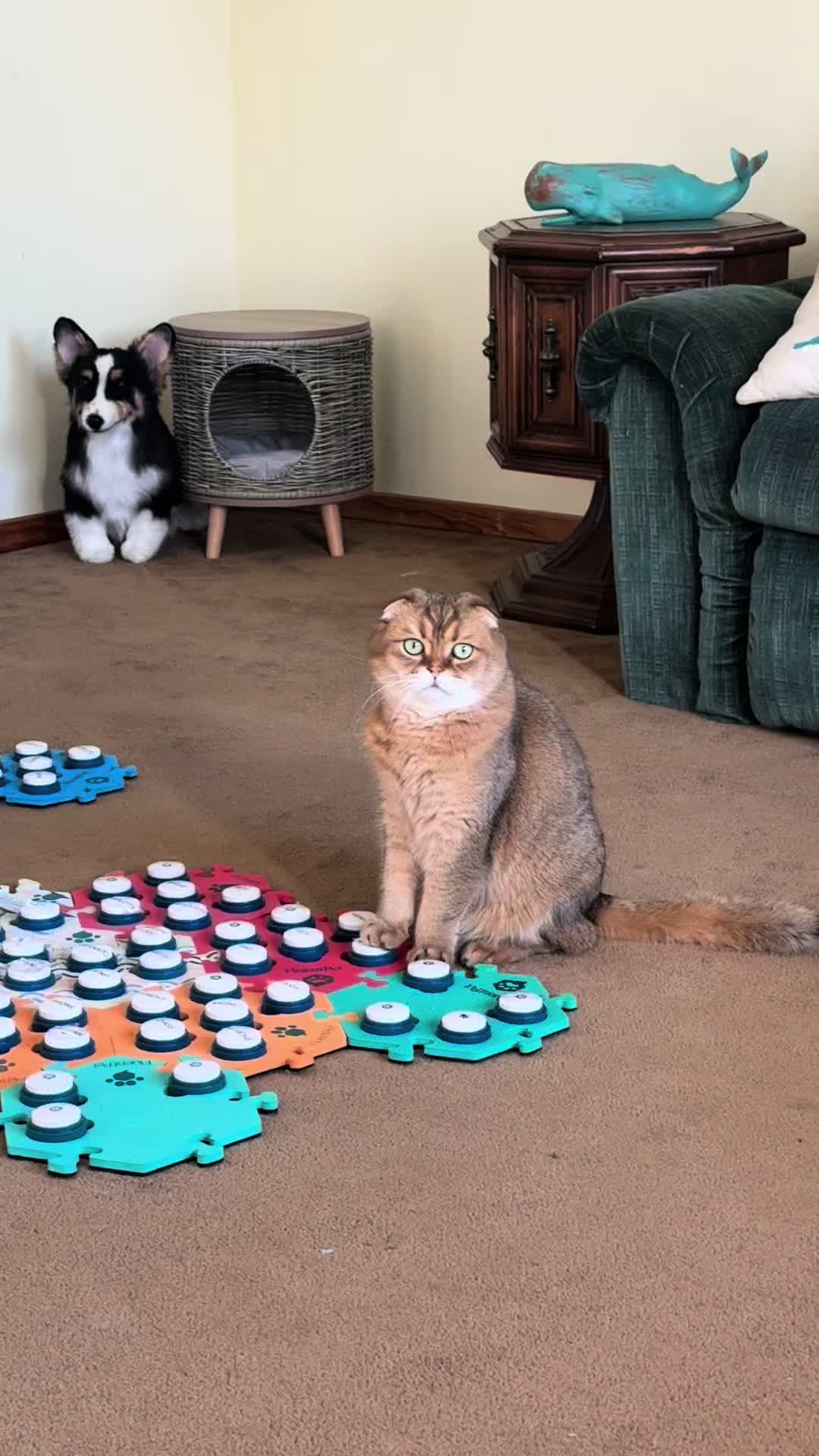 @Puffindoestricks