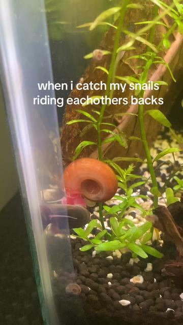 @🦐