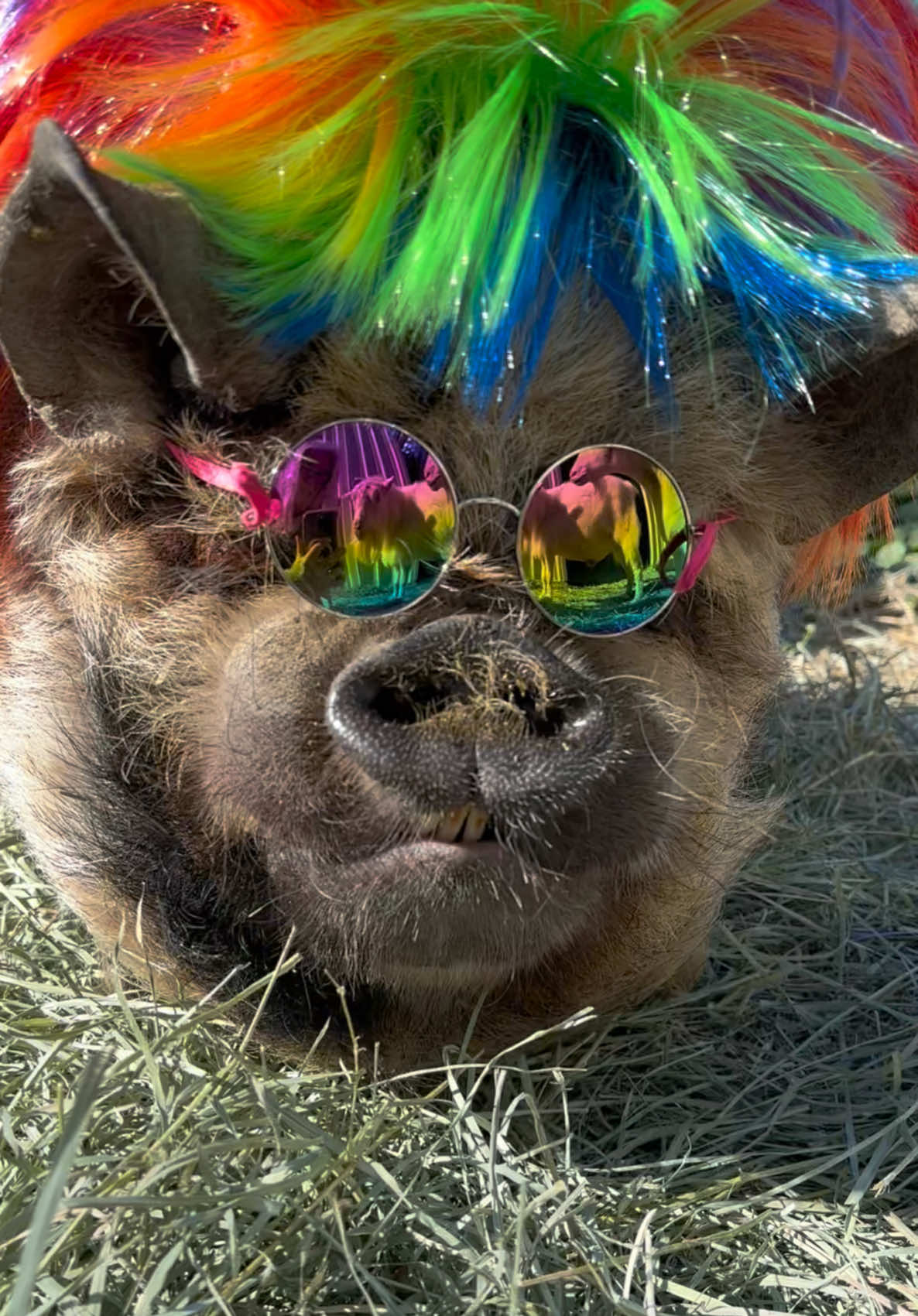 @thewinstonthepig
