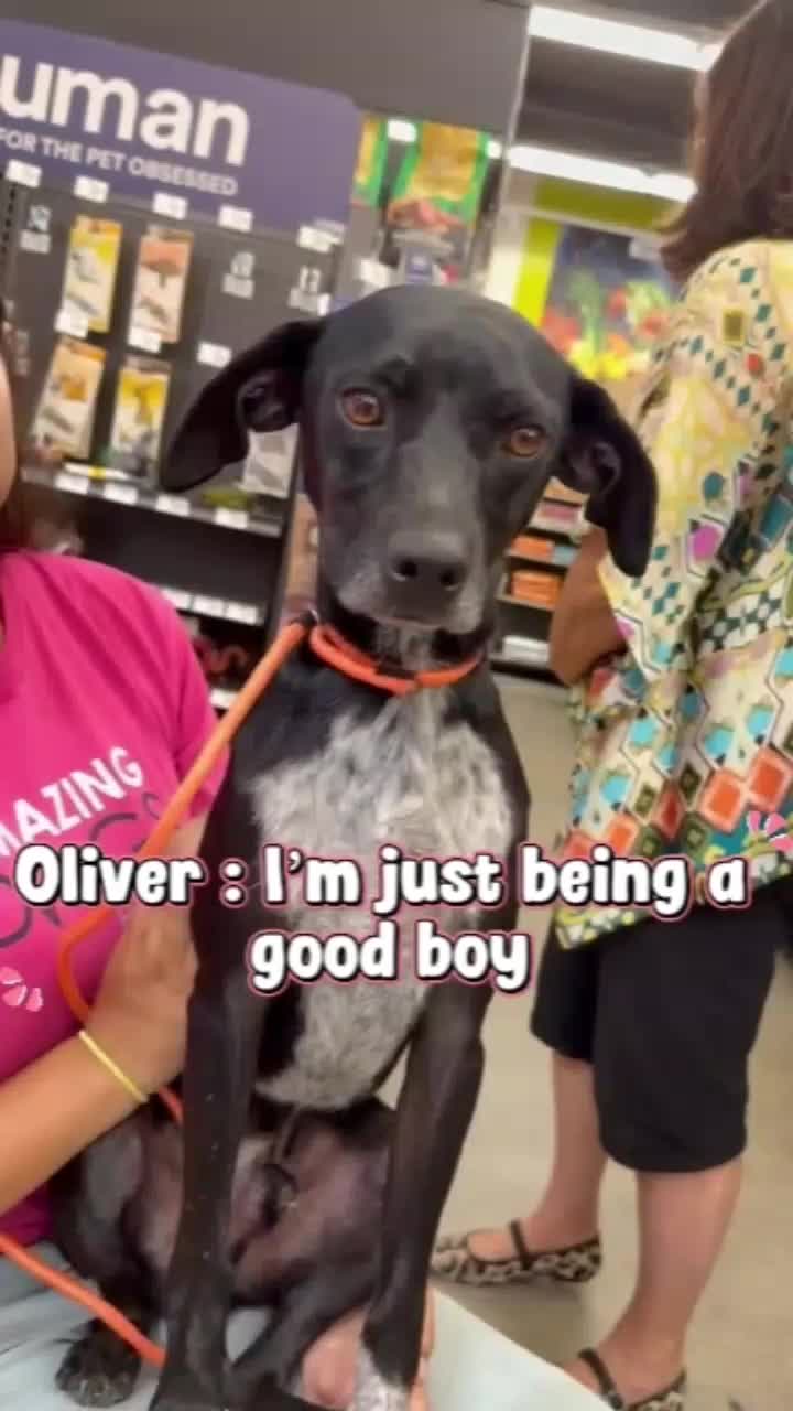 @Amazing Dogs Rescue