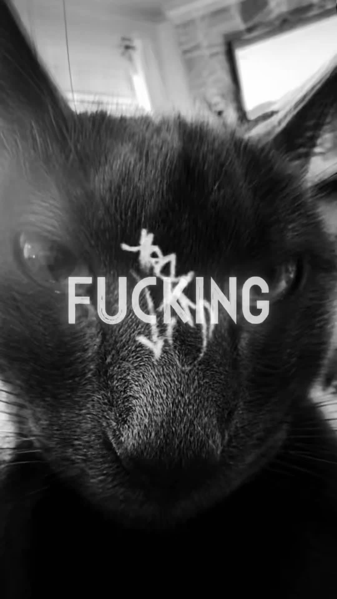 @meow master