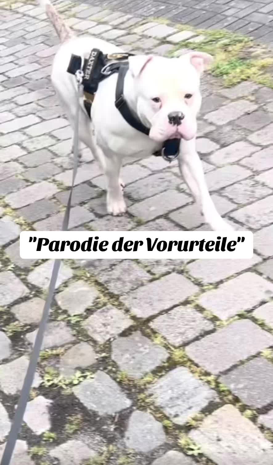 @daxter_the_bulldog