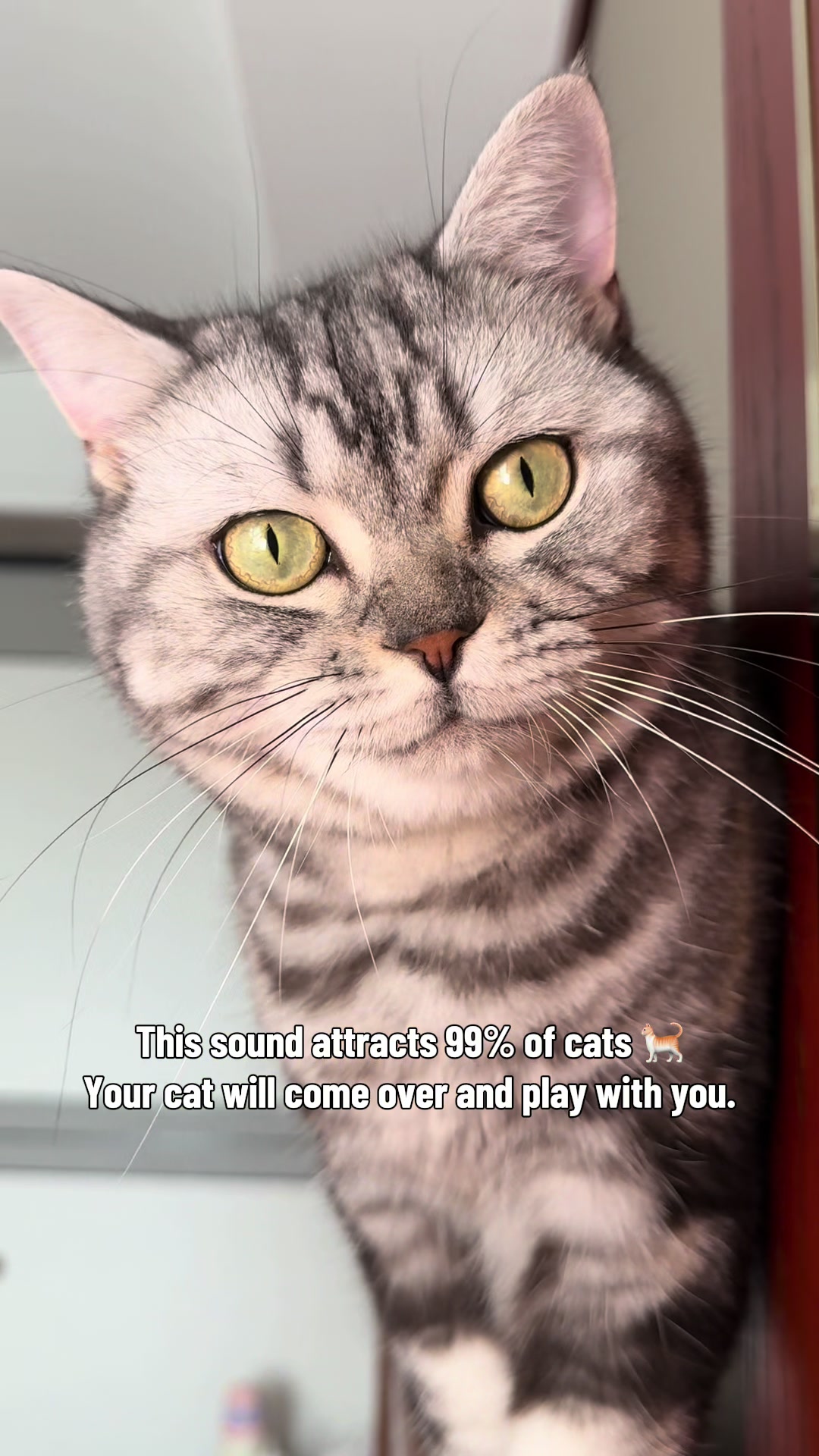 @catmi7 | Cat Creator ๐ฑ