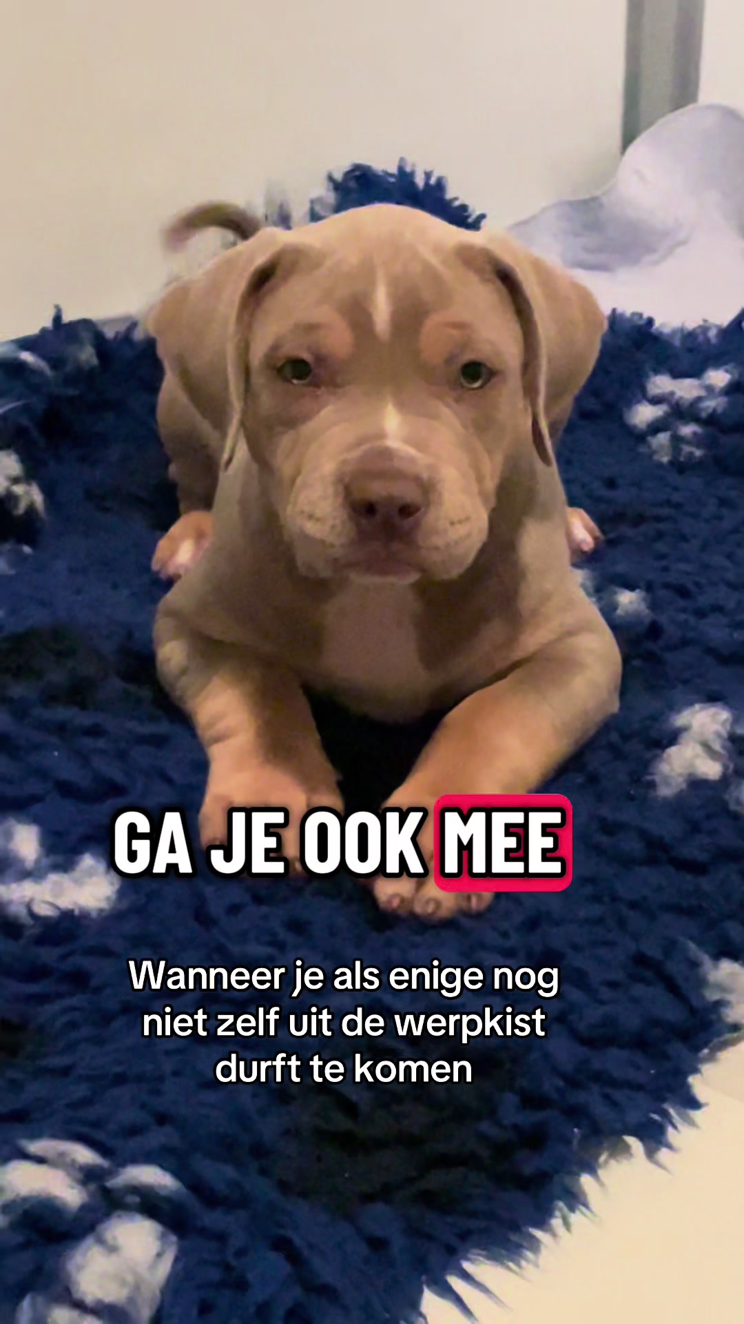 @bigdutchbullykennel