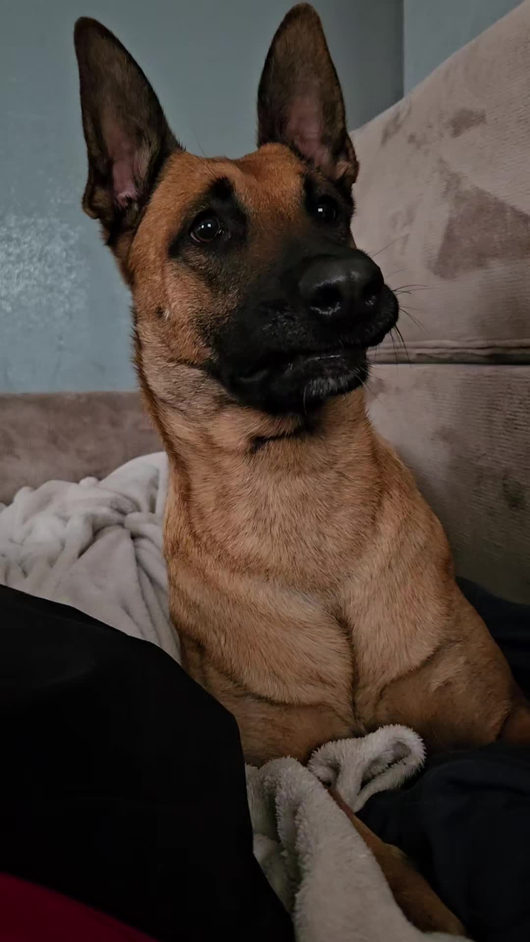 @Poppy Malinois, Korina & 🤡