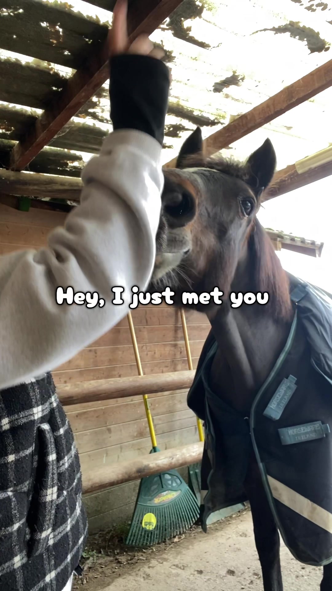 @Seren the pony 🐴