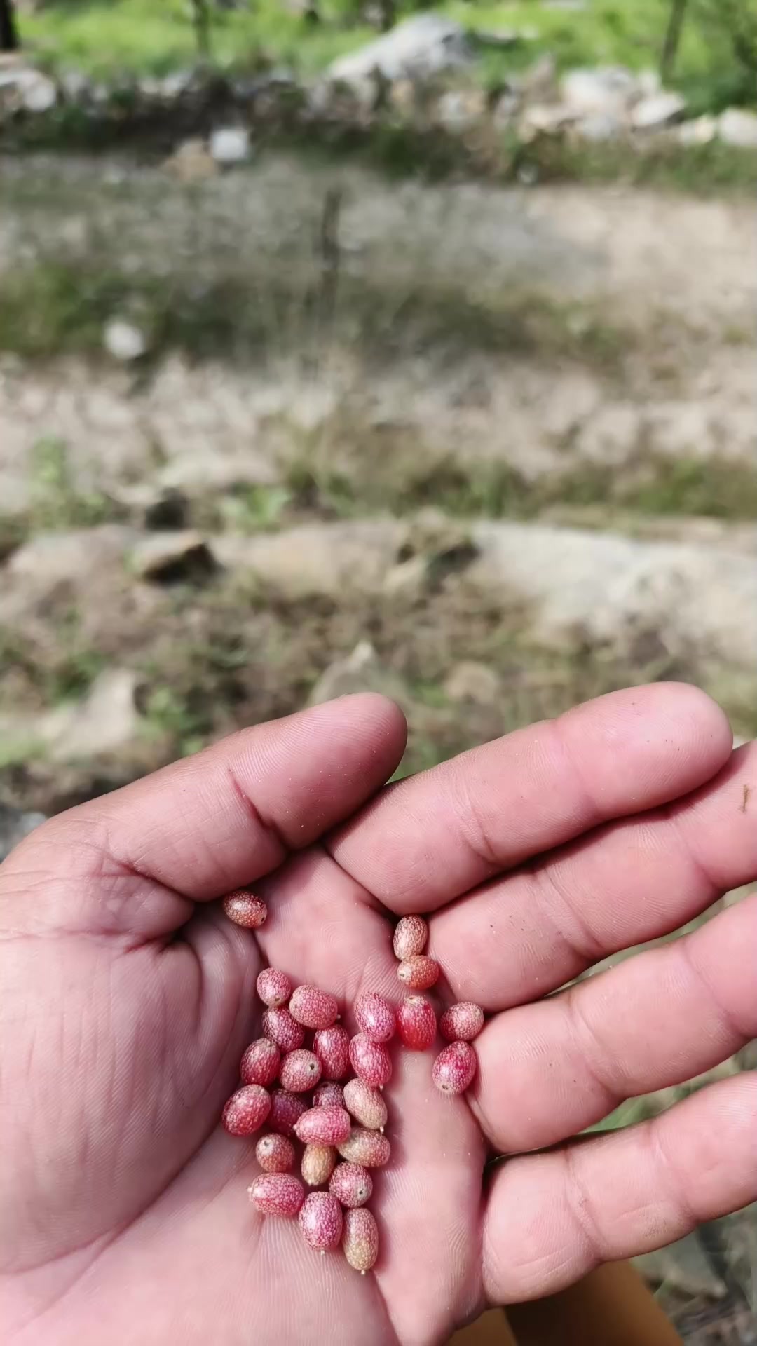 @بابرحان 2363699998🇵🇰