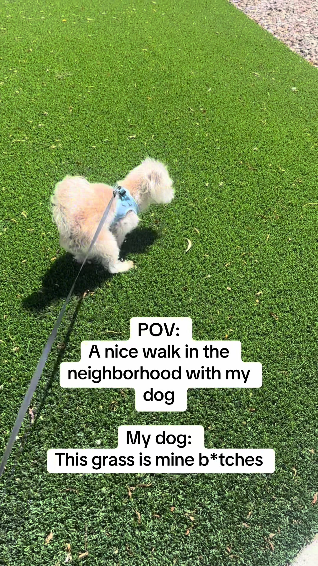 @He Was A PoodleBoi