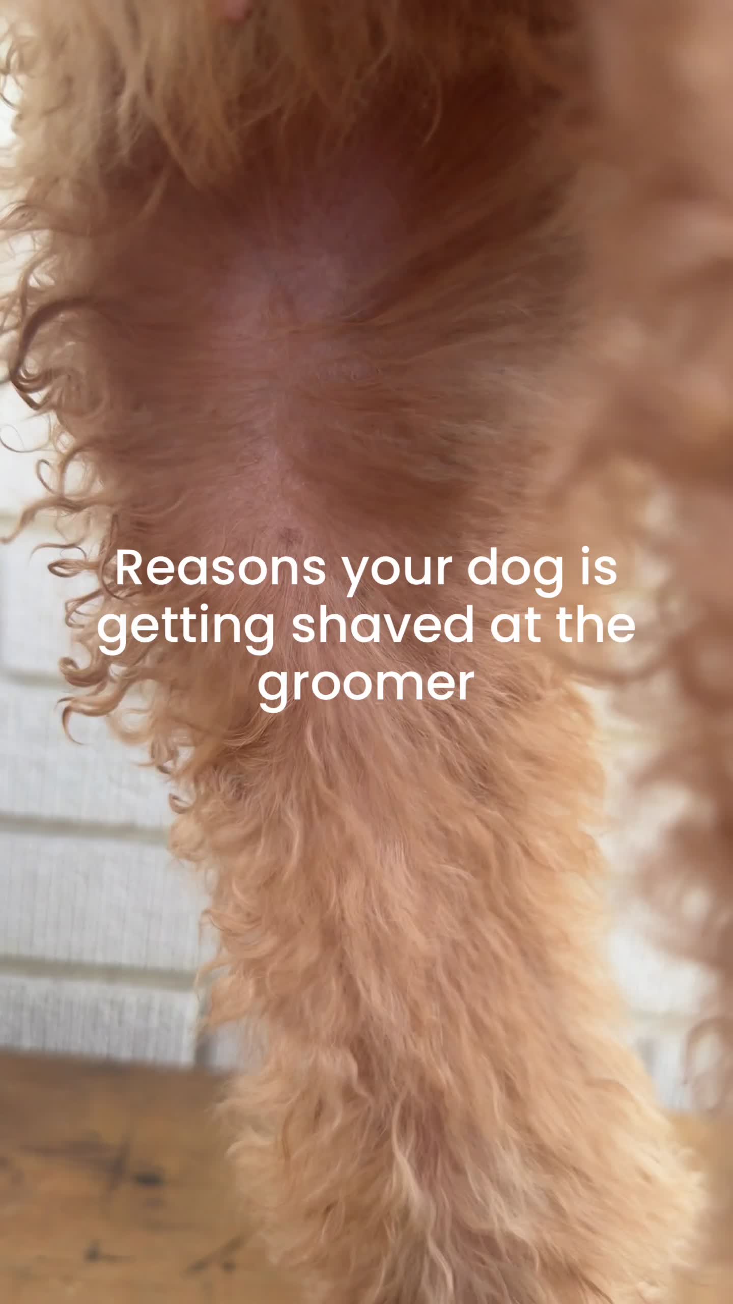 @Pupwell