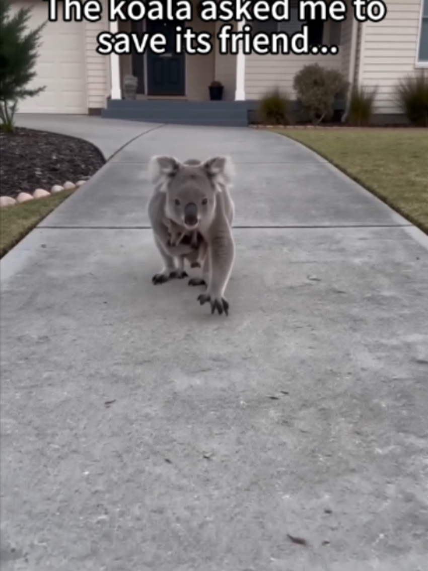 @PawsUnited