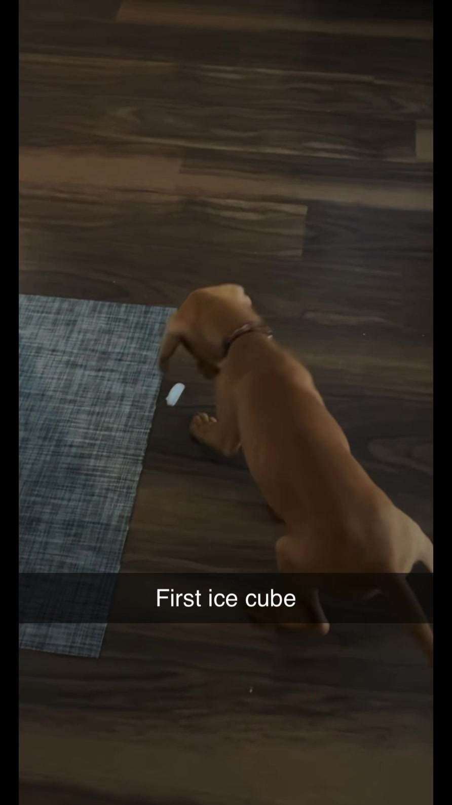 @waylonthevizsla
