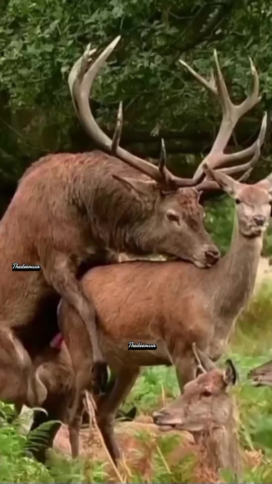 @Bull Elk Nation
