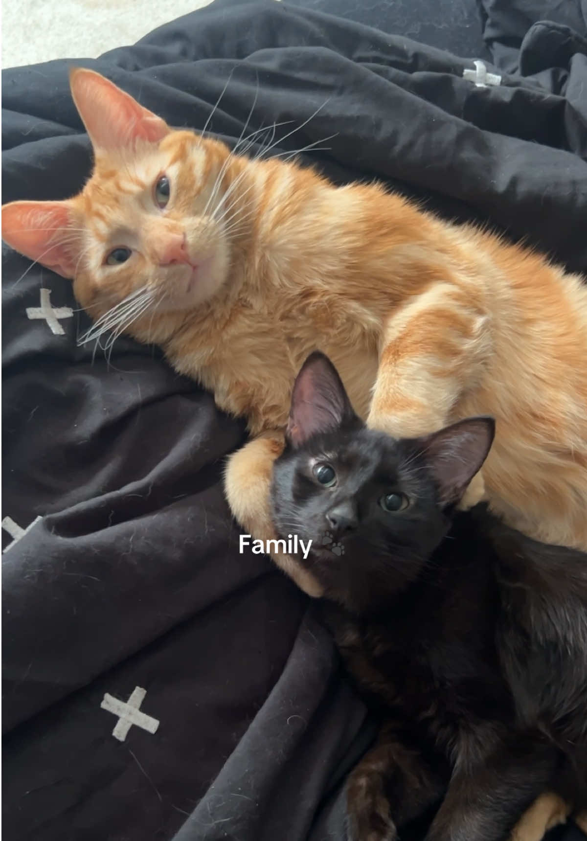 @Purrrrfect Moments