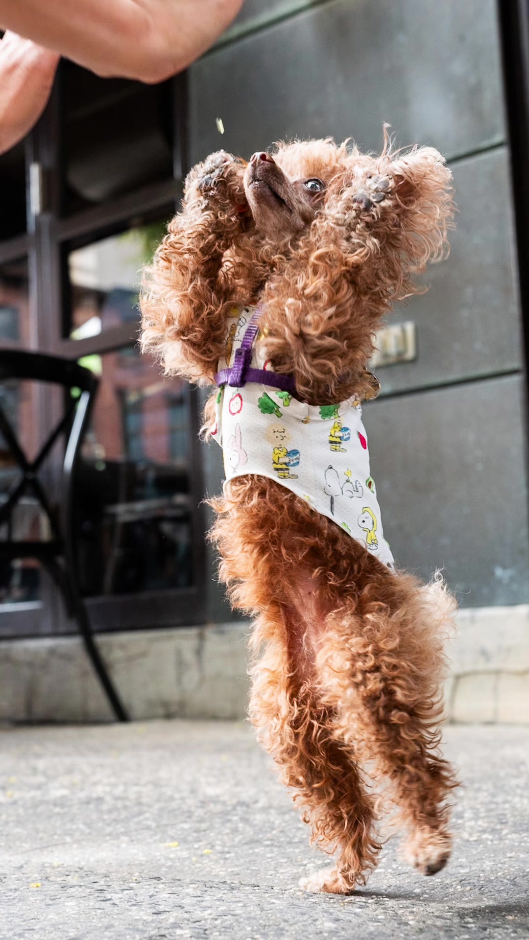 @The Dogist