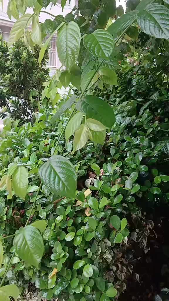 @Mirza Tayyab Ariz