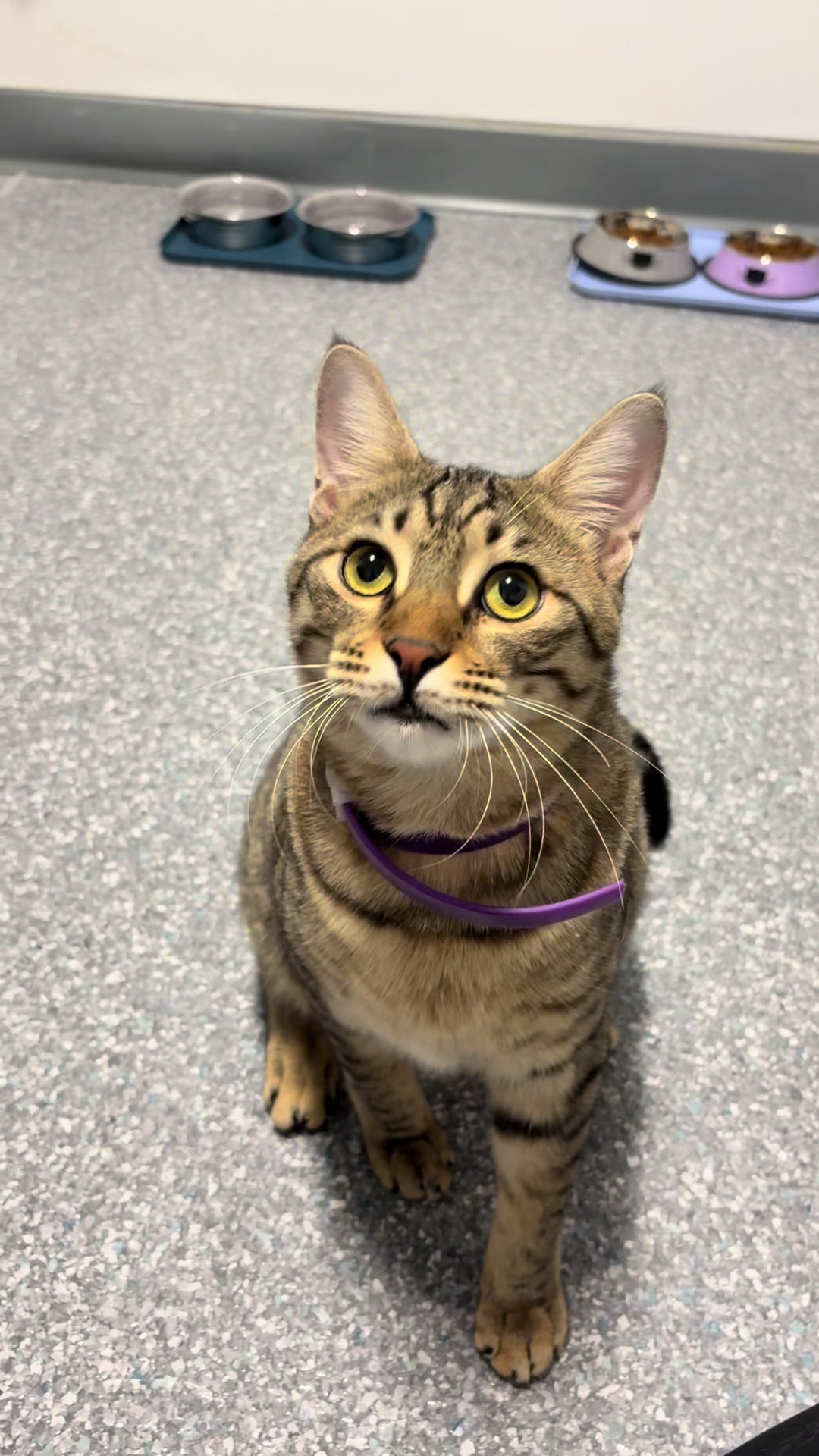 @The Fur Seasons Feline Rescue