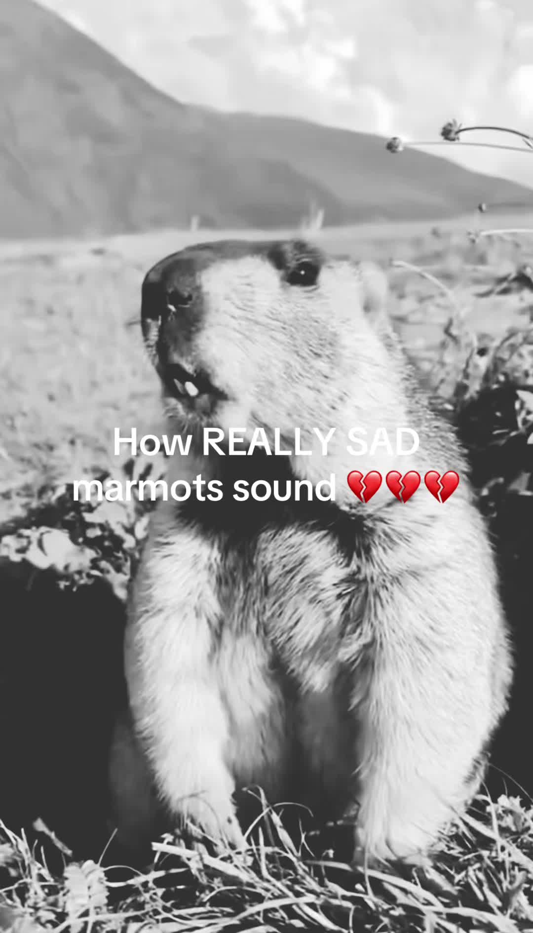 @dailymarmot00